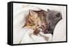 Two Little Funny Scottish Fold Kittens. Isolated On A White Background-natulrich-Framed Stretched Canvas