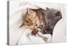 Two Little Funny Scottish Fold Kittens. Isolated On A White Background-natulrich-Stretched Canvas