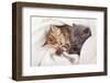 Two Little Funny Scottish Fold Kittens. Isolated On A White Background-natulrich-Framed Photographic Print