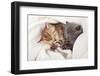 Two Little Funny Scottish Fold Kittens. Isolated On A White Background-natulrich-Framed Photographic Print