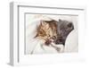 Two Little Funny Scottish Fold Kittens. Isolated On A White Background-natulrich-Framed Photographic Print