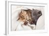 Two Little Funny Scottish Fold Kittens. Isolated On A White Background-natulrich-Framed Photographic Print