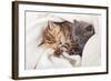 Two Little Funny Scottish Fold Kittens. Isolated On A White Background-natulrich-Framed Photographic Print