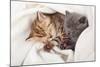Two Little Funny Scottish Fold Kittens. Isolated On A White Background-natulrich-Mounted Photographic Print