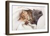 Two Little Funny Scottish Fold Kittens. Isolated On A White Background-natulrich-Framed Photographic Print