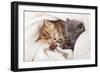 Two Little Funny Scottish Fold Kittens. Isolated On A White Background-natulrich-Framed Photographic Print