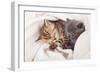 Two Little Funny Scottish Fold Kittens. Isolated On A White Background-natulrich-Framed Photographic Print