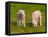 Two Little Lambs in A Dutch Meadow-Ruud Morijn-Framed Stretched Canvas