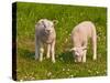 Two Little Lambs in A Dutch Meadow-Ruud Morijn-Stretched Canvas