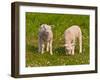 Two Little Lambs in A Dutch Meadow-Ruud Morijn-Framed Photographic Print