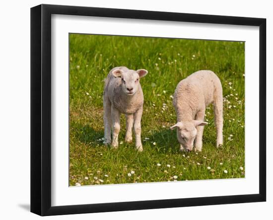 Two Little Lambs in A Dutch Meadow-Ruud Morijn-Framed Photographic Print