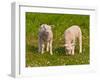 Two Little Lambs in A Dutch Meadow-Ruud Morijn-Framed Photographic Print