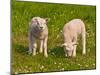 Two Little Lambs in A Dutch Meadow-Ruud Morijn-Mounted Photographic Print