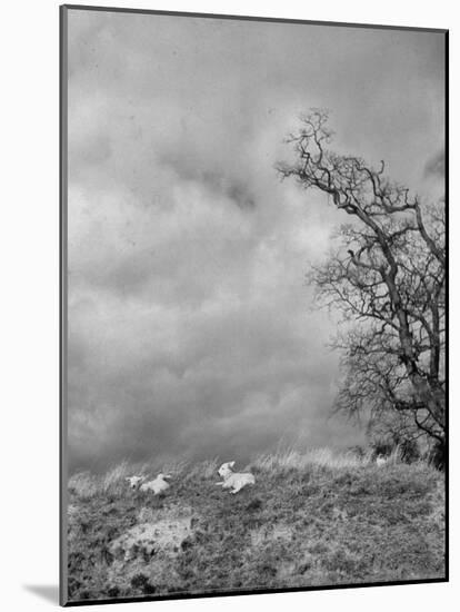 Two Little Lambs Playing in a Field-David Scherman-Mounted Photographic Print