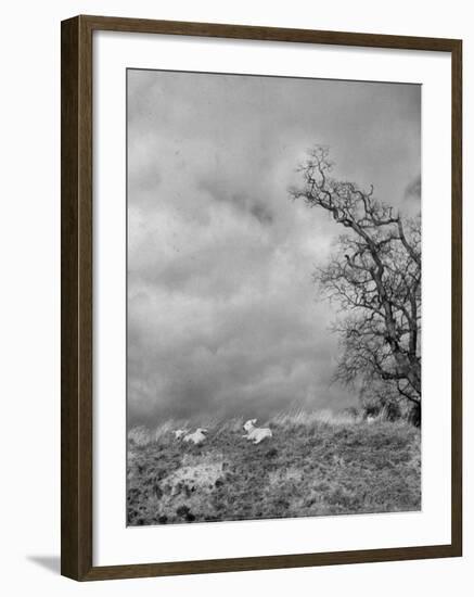 Two Little Lambs Playing in a Field-David Scherman-Framed Photographic Print