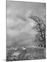 Two Little Lambs Playing in a Field-David Scherman-Mounted Photographic Print