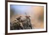 Two Little Wrens-Jai Johnson-Framed Giclee Print