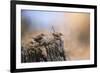 Two Little Wrens-Jai Johnson-Framed Giclee Print