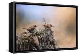 Two Little Wrens-Jai Johnson-Framed Stretched Canvas