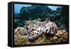 Two Living Tiger Cowries-Reinhard Dirscherl-Framed Stretched Canvas