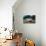 Two Living Tiger Cowries-Reinhard Dirscherl-Stretched Canvas displayed on a wall