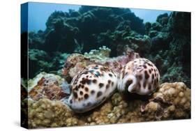 Two Living Tiger Cowries-Reinhard Dirscherl-Stretched Canvas