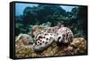 Two Living Tiger Cowries-Reinhard Dirscherl-Framed Stretched Canvas