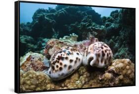 Two Living Tiger Cowries-Reinhard Dirscherl-Framed Stretched Canvas