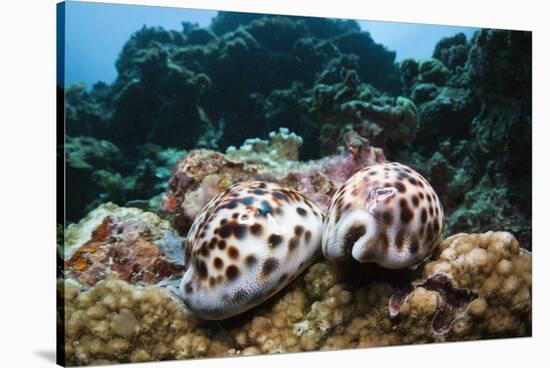 Two Living Tiger Cowries-Reinhard Dirscherl-Stretched Canvas