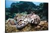 Two Living Tiger Cowries-Reinhard Dirscherl-Stretched Canvas