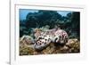 Two Living Tiger Cowries-Reinhard Dirscherl-Framed Photographic Print