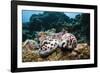 Two Living Tiger Cowries-Reinhard Dirscherl-Framed Photographic Print