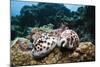 Two Living Tiger Cowries-Reinhard Dirscherl-Mounted Photographic Print