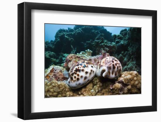 Two Living Tiger Cowries-Reinhard Dirscherl-Framed Photographic Print