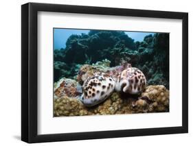 Two Living Tiger Cowries-Reinhard Dirscherl-Framed Photographic Print