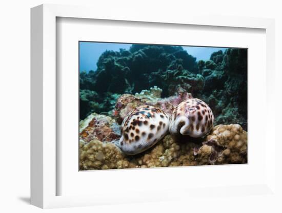 Two Living Tiger Cowries-Reinhard Dirscherl-Framed Photographic Print