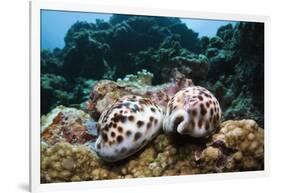 Two Living Tiger Cowries-Reinhard Dirscherl-Framed Photographic Print