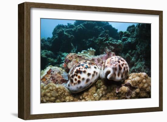 Two Living Tiger Cowries-Reinhard Dirscherl-Framed Photographic Print