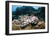 Two Living Tiger Cowries-Reinhard Dirscherl-Framed Photographic Print