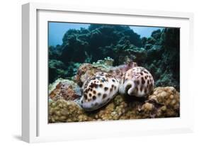 Two Living Tiger Cowries-Reinhard Dirscherl-Framed Photographic Print