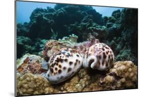 Two Living Tiger Cowries-Reinhard Dirscherl-Mounted Photographic Print