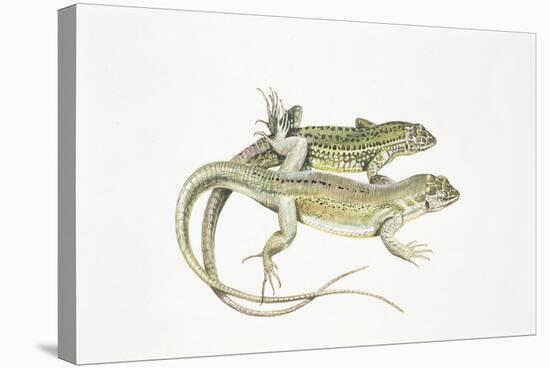 Two Lizards-null-Stretched Canvas