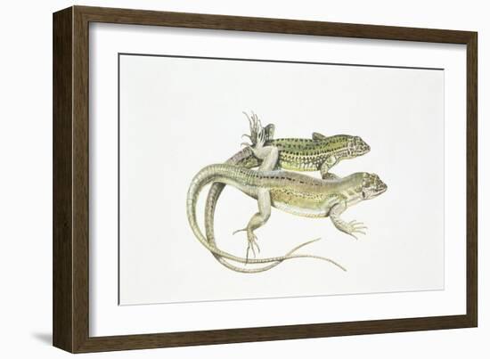 Two Lizards-null-Framed Giclee Print