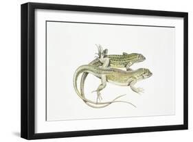 Two Lizards-null-Framed Giclee Print