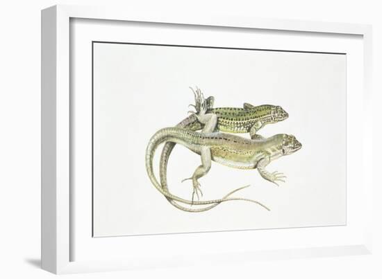 Two Lizards-null-Framed Giclee Print