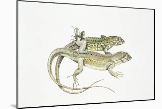 Two Lizards-null-Mounted Giclee Print