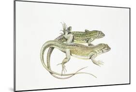 Two Lizards-null-Mounted Giclee Print