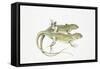 Two Lizards-null-Framed Stretched Canvas