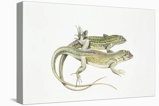 Two Lizards-null-Stretched Canvas