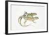 Two Lizards-null-Framed Giclee Print